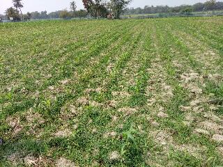 বিনা চাষে ভুট্টা