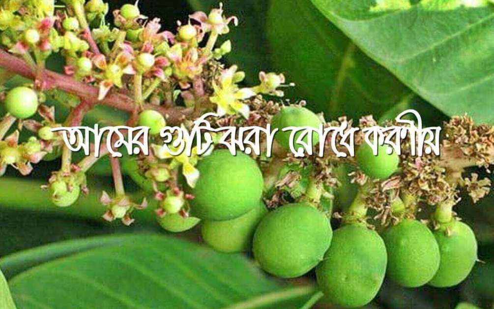 আমের গুটি ঝরা রোধে করণীয়