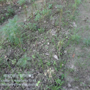 গাদার মোজাইক রোগ