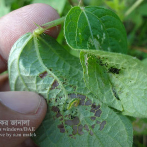 মাসকলাইয়ের পাতামোড়ানো পোকা