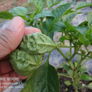 মিষ্টই মরিচের জেমিনিভাইরাস রোগ