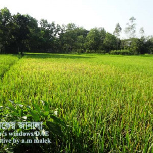 ধানের বাদামী গাছফড়িং