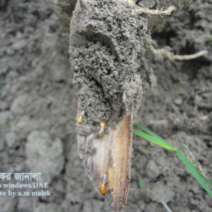 আখের উঁইপোকা