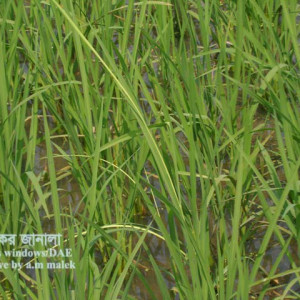 ধানের বাকানী বা গোড়াপঁচা রোগ