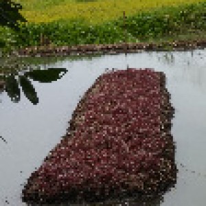 বরইতলা, ভৈরবপাশা, নলছিটি, ঝালকাঠি। (2)